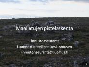 Maalintujen pistelaskenta