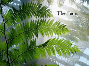 The Ferns