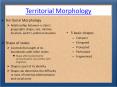 Territorial Morphology PowerPoint PPT Presentation