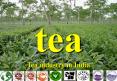 tea PowerPoint PPT Presentation