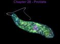 Chapter 28 - Protists PowerPoint PPT Presentation