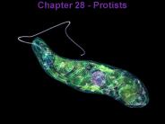 Chapter 28 - Protists