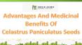 Advantages And Medicinal Benefits Celastrus Paniculatus Seeds