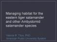 Managing habitat for the eastern tiger salamander and other Ambystomid salamander species PowerPoint PPT Presentation