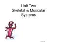 Unit Two Skeletal PowerPoint PPT Presentation
