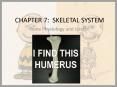 CHAPTER 7: SKELETAL SYSTEM PowerPoint PPT Presentation
