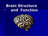 Brain Structure and Function
