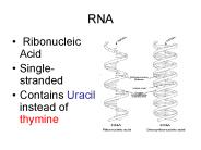 RNA