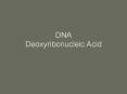 DNA Deoxyribonucleic Acid PowerPoint PPT Presentation