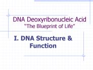 DNA Deoxyribonucleic Acid 