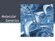 Molecular   Genetics