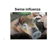 Swine influenza