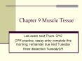 Chapter 9 Muscle Tissue PowerPoint PPT Presentation