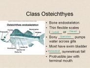 Primitive Chordates:  Oikopleura A Larvacean