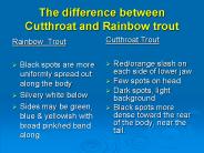 The difference between Cutthroat and Rainbow trout