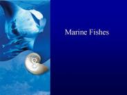 Marine Fishes
