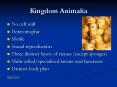 Kingdom Animalia PowerPoint PPT Presentation