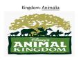 Kingdom: Animalia PowerPoint PPT Presentation