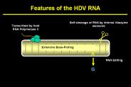 Features of the HDV RNA