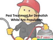 Pest Treatment for Demolish White Ant Population