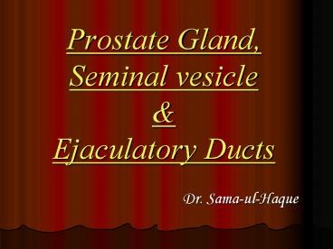 Prostate Gland, Seminal vesicle