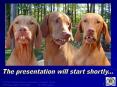 Us Too Prostate Cancer Education PowerPoint PPT Presentation