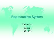 Reproductive System