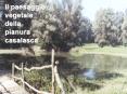 Il paesaggio vegetale della pianura casalasca PowerPoint PPT Presentation