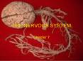 THE NERVOUS SYSTEM PowerPoint PPT Presentation