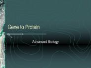 Gene to Protein