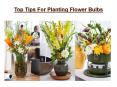 Top Tips For Planting Your Favorite Bulbs (1) PowerPoint PPT Presentation