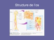 Structure de l