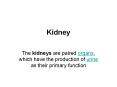 Kidney PowerPoint PPT Presentation