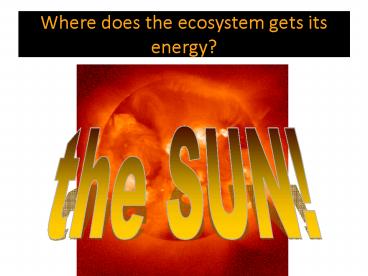 Where does the ecosystem gets its energy?