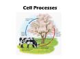 Cell Processes PowerPoint PPT Presentation