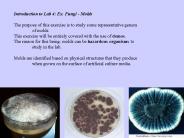 Introduction to Lab 4: Ex. Fungi - Molds