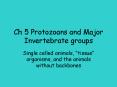 Ch 5 Protozoans and Major Invertebrate groups PowerPoint PPT Presentation