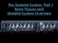The Skeletal System, Part 1 Bone Tissues and Skeletal System Overview PowerPoint PPT Presentation
