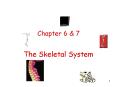 The Skeletal System PowerPoint PPT Presentation