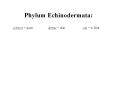 Phylum Echinodermata: PowerPoint PPT Presentation