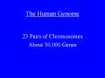 The Human Genome PowerPoint PPT Presentation