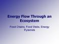 Energy Flow Through an Ecosystem PowerPoint PPT Presentation