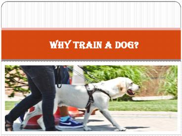 Why train a dog?