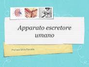 Apparato escretore umano