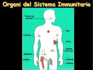 Organi del Sistema Immunitario
