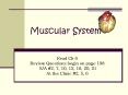 Muscular System PowerPoint PPT Presentation