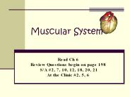 Muscular System