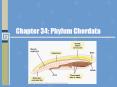 Chapter 34: Phylum Chordata PowerPoint PPT Presentation