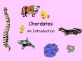 Chordates PowerPoint PPT Presentation