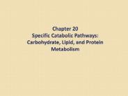 Chapter 20 Specific Catabolic Pathways: Carbohydrate, Lipid, and Protein Metabolism
